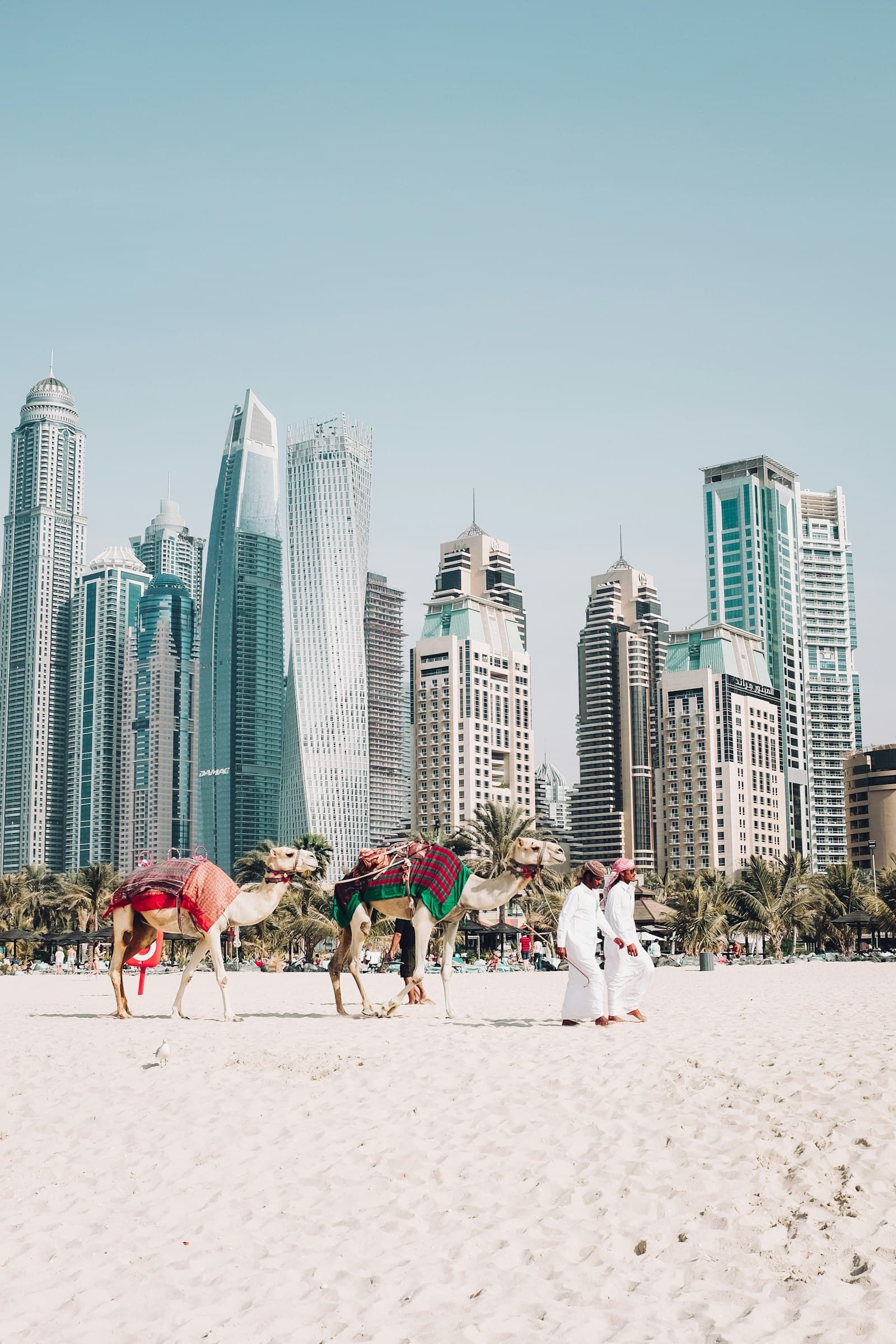 Dubai Marina and JBR skyscrapers seen from the beach with camels walking on the sand