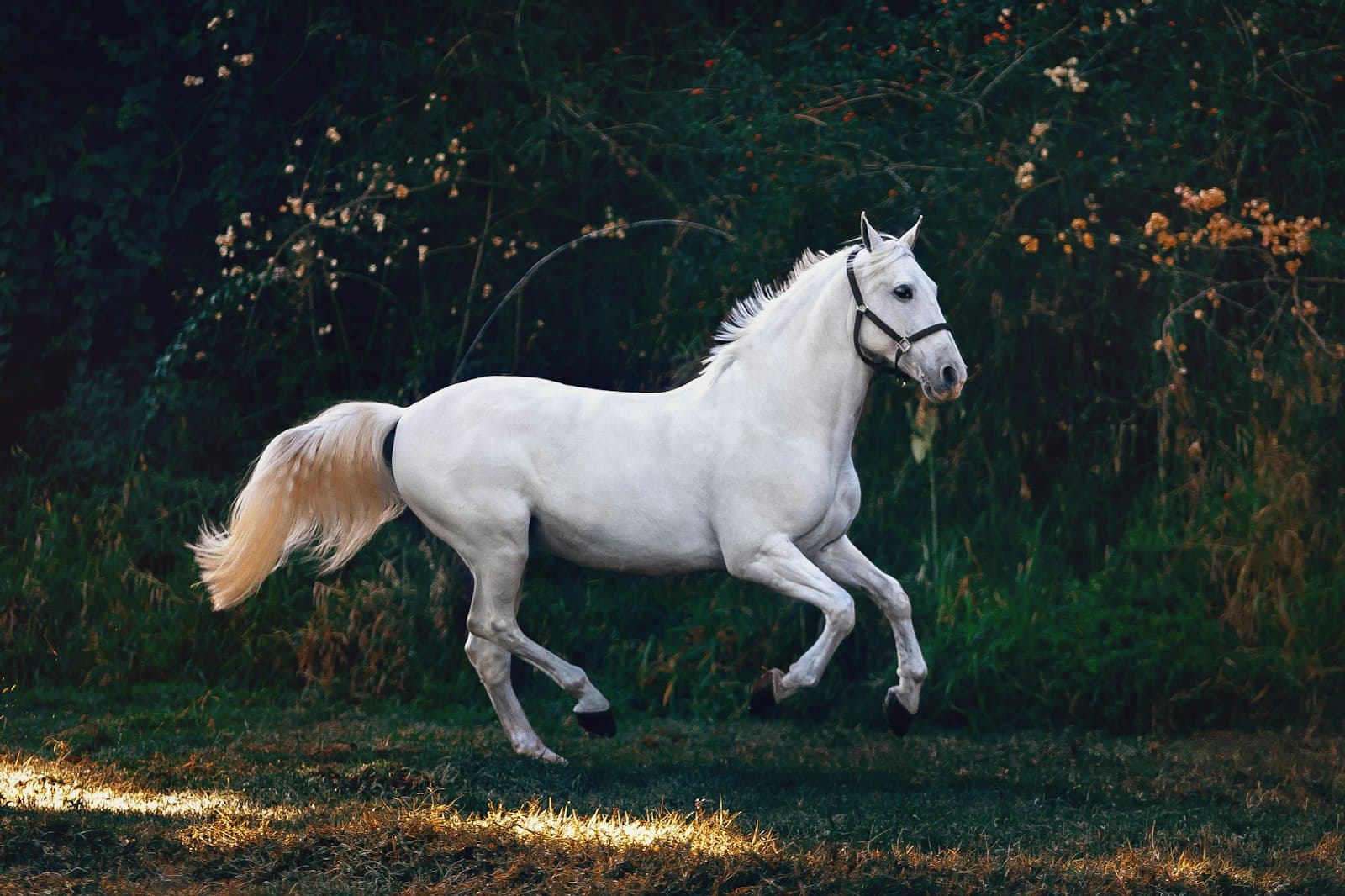 White horse galloping across green grounds, the equestrian spirit of Grand Polo Club and Resort